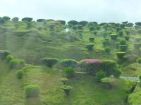 Teeplantage