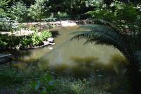 Teich im Wald von Bussaco 