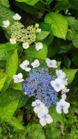 Tellerhortensie
