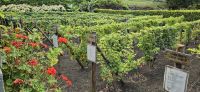 Terceira, Biscoitos, Weinmuseum