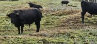 Terceira, stolze Stiere