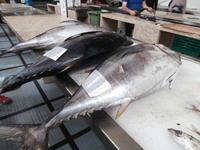Tunfisch
