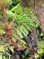Wandern auf Faial