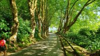 Wanderung Caldeiras da Ribeira Grande