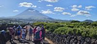 Wanderung durch das UNESCO Weinanbaugebiet auf Pico