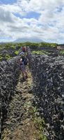 Wanderung durch die Weingärten auf Pico