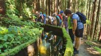 Wanderung zum Feuersee entlang der Levada