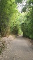 Wanderweg am Furnas See mit Bambus