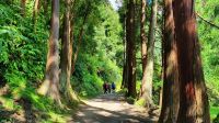Wanderweg am Furnassee mit Sicheltannen