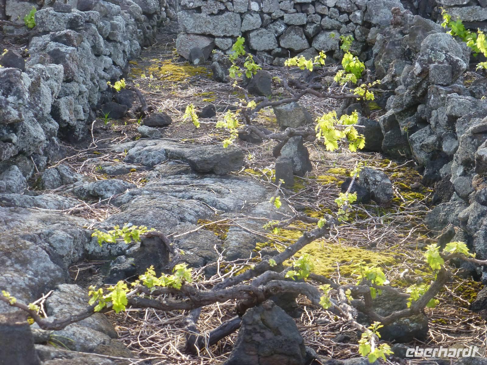 Weinanbau in Pico