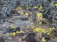 Weinanbau in Pico