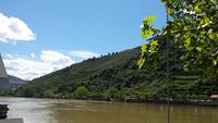 Weinberge