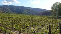 Weinberge