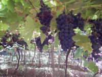 Weinfest