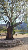 Weingut