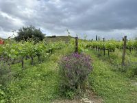 Weingut