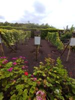 Weinmuseum Brum