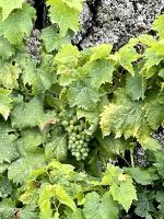 Weinreben auf Pico