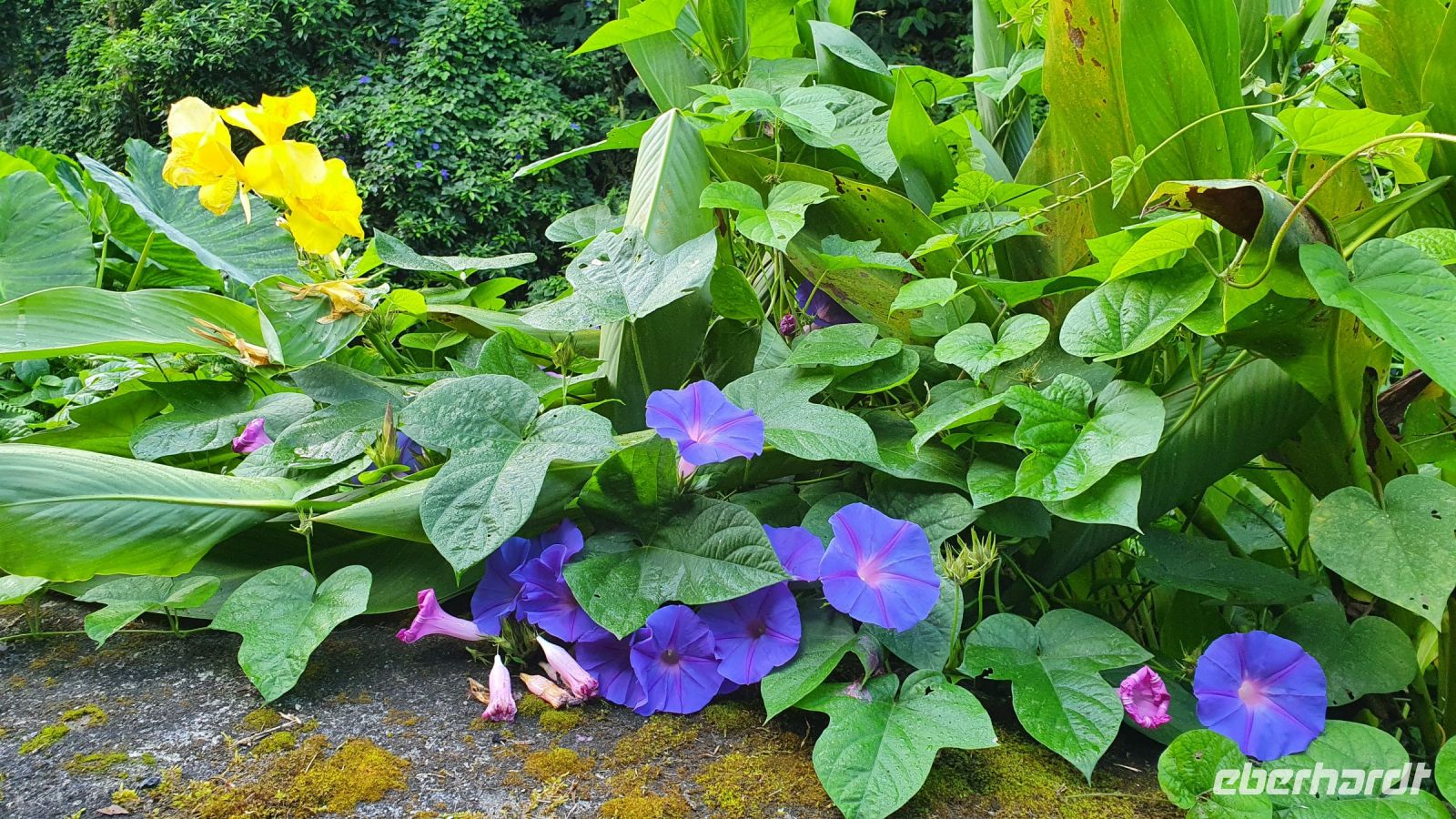blaue Prunkwinde und indisches Blumenrohr