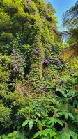 blaue Prunkwinde