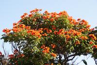 der afrikanische Tulpenbaum