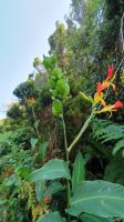 indisches Blumenrohr
