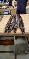schwarzer Degenfisch 