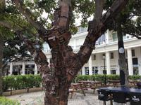 sonderbarer Baum