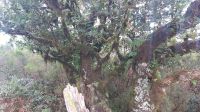 uralte Lorbeerbäume auf der Hochebene in Madeira