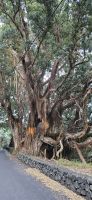 uralter neuseeländischer Eisenholzbaum