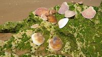 wir haben Muscheln gesammelt