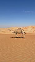 Wüstensafari 