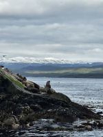 Seelöwen im Beagle Kanal