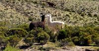 Lamas auf dem Bochplateau in Argentinien