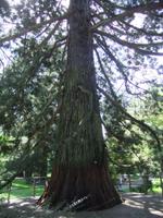 Sehr mächtige Bäume findet man im parkähnlichen Arboretum
