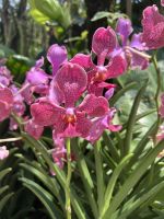 Botanischer Garten Singapur