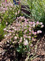 Stadtrundfahrt in Perth: Botanischer Garten