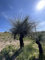Perth: Gras Trees