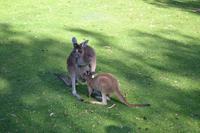 Yanchep-Nationalpark - Besuch bei den Koalas und Kängurus