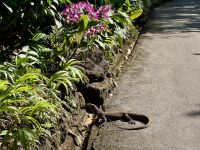 3. Tag: Stadtrundfahrt durch Singapur – Waran im Botanischen Garten