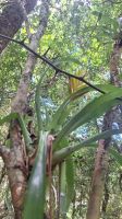 Wanderung im Amboro Nationalpark