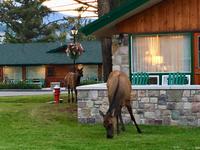 Wapiti vor den Lodges