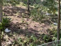 4. Tag – Fahrt durch den Omega-Wildpark – Grauwölfe