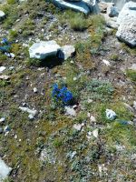 Auf der Wanderung Blumenweg