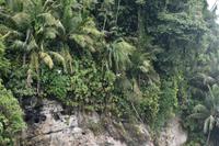 Birdisland