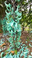 Kreuzfahrt Karibik - Blumenpracht in Jamaika (Jade-Wein)