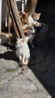 Entspannte Katzen bei Vouni
