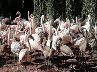 Vogelpark Walsrode