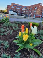048 Tulpen aus Großheide