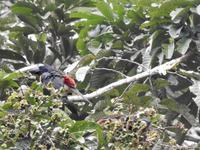 Tukan - Regenwald Ecuador